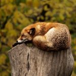 druid magick